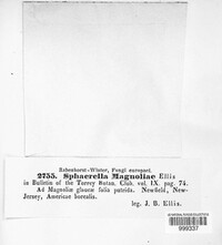 Mycosphaerella magnoliae image